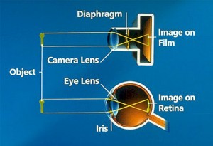A diagram showing the similarities between the eye and a camera.